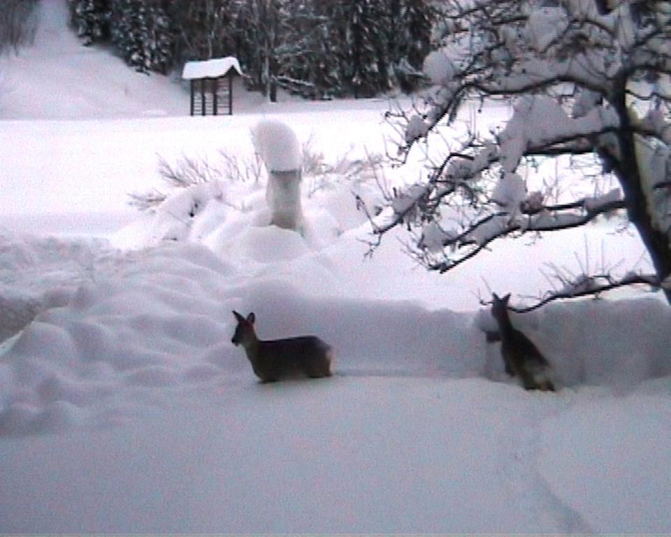 Farm Kosir Βίλα Kranjska Gora Εξωτερικό φωτογραφία
